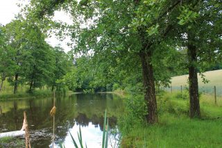 Teich 10